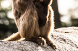 神秘的云南石林中隐藏最大的猴子