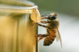 小蜜蜂寻亲记：蜜蜂是如何寻找家园的？