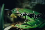 蚂蚁的拼音(蚂蚁的拼音是什么？原来和它的生活习性有关！)