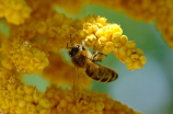 世界蜜蜂日(今天是世界蜜蜂日，一起了解一下这些有趣的蜜蜂知识)