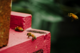 了解蜜蜂：生活习性与重要性