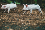 养猪补贴(养猪补贴政策出炉，一文了解申领条件和注意事项)