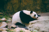 你知道灌篮高手队服里为什么是熊猫吗？