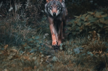 《狼图腾》：一个平凡的少年，唤醒了内心深处的野性
