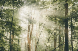 缅北原始雨林by扇葵：探秘世界最后的热带雨林
